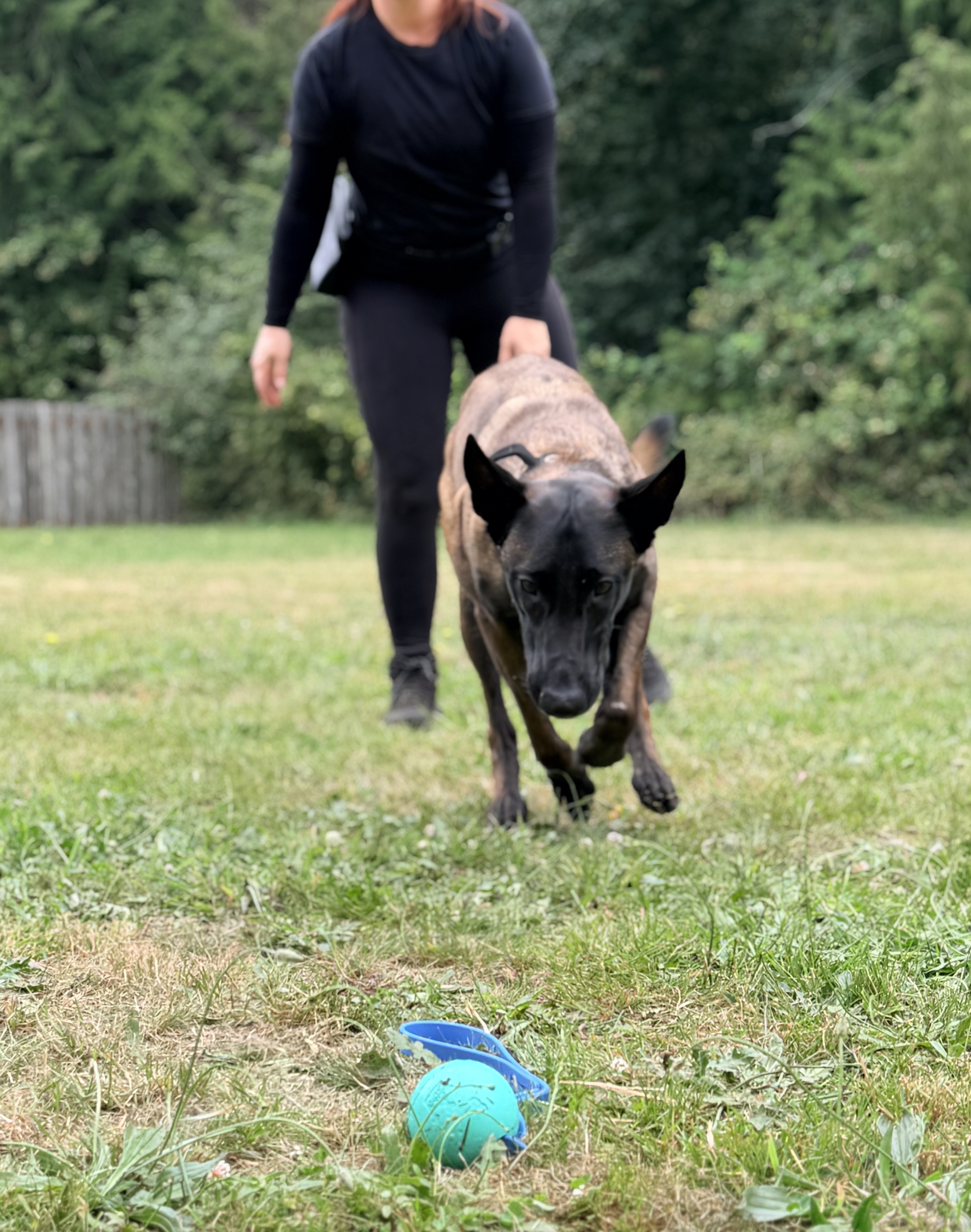 Dog training photo for e-collar training article