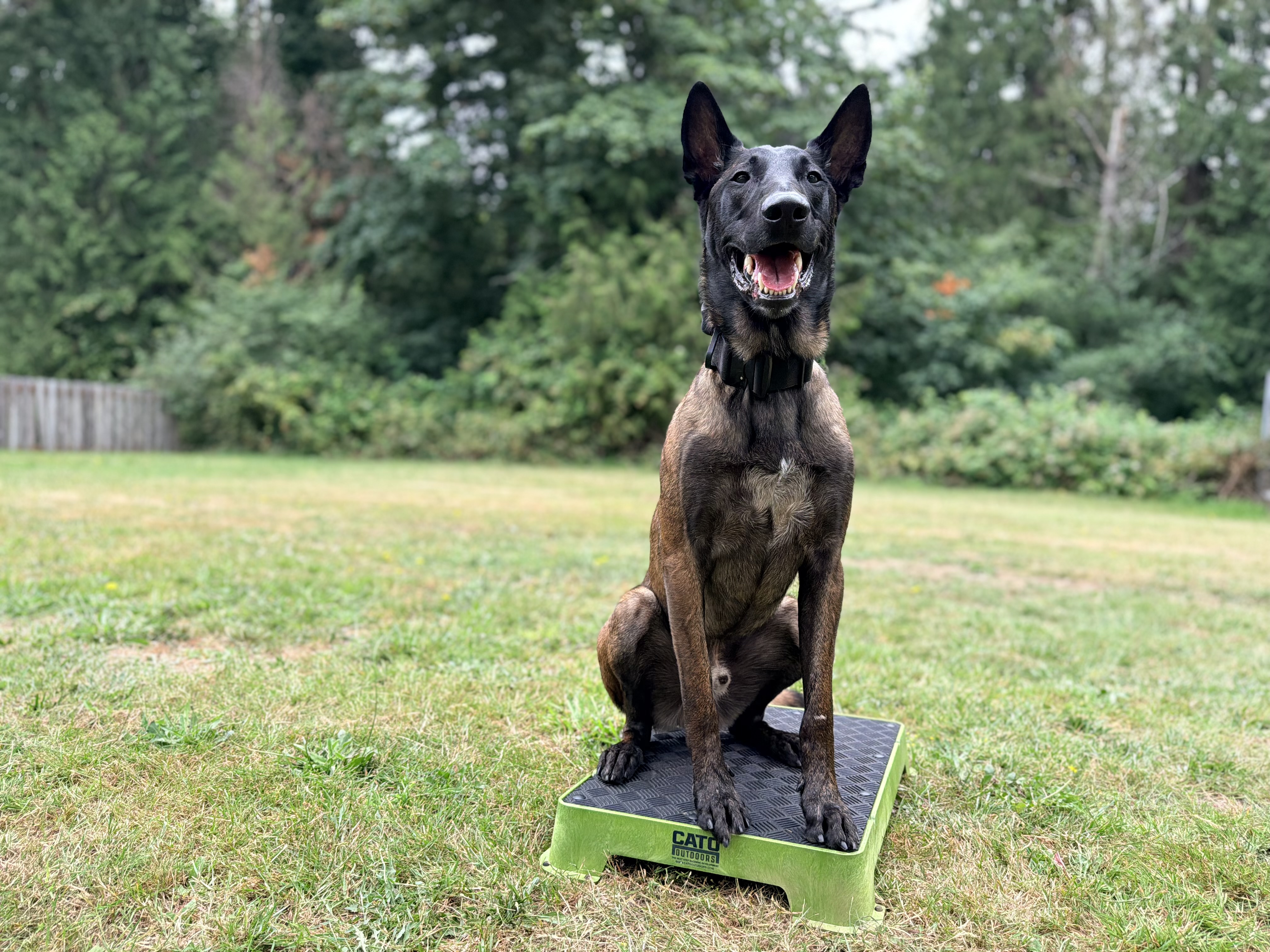 Dog training photo for life after board-and-train article