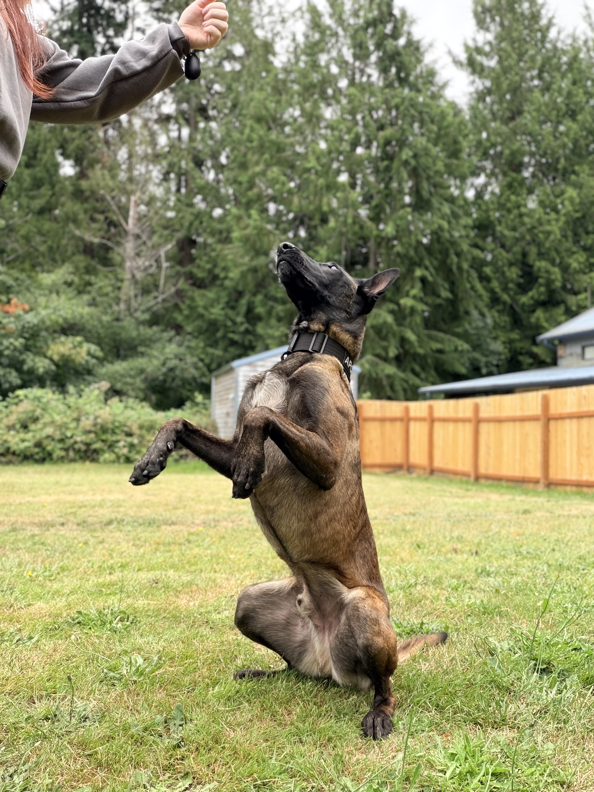 Dog training photo for NePoPo&reg; clear communication article