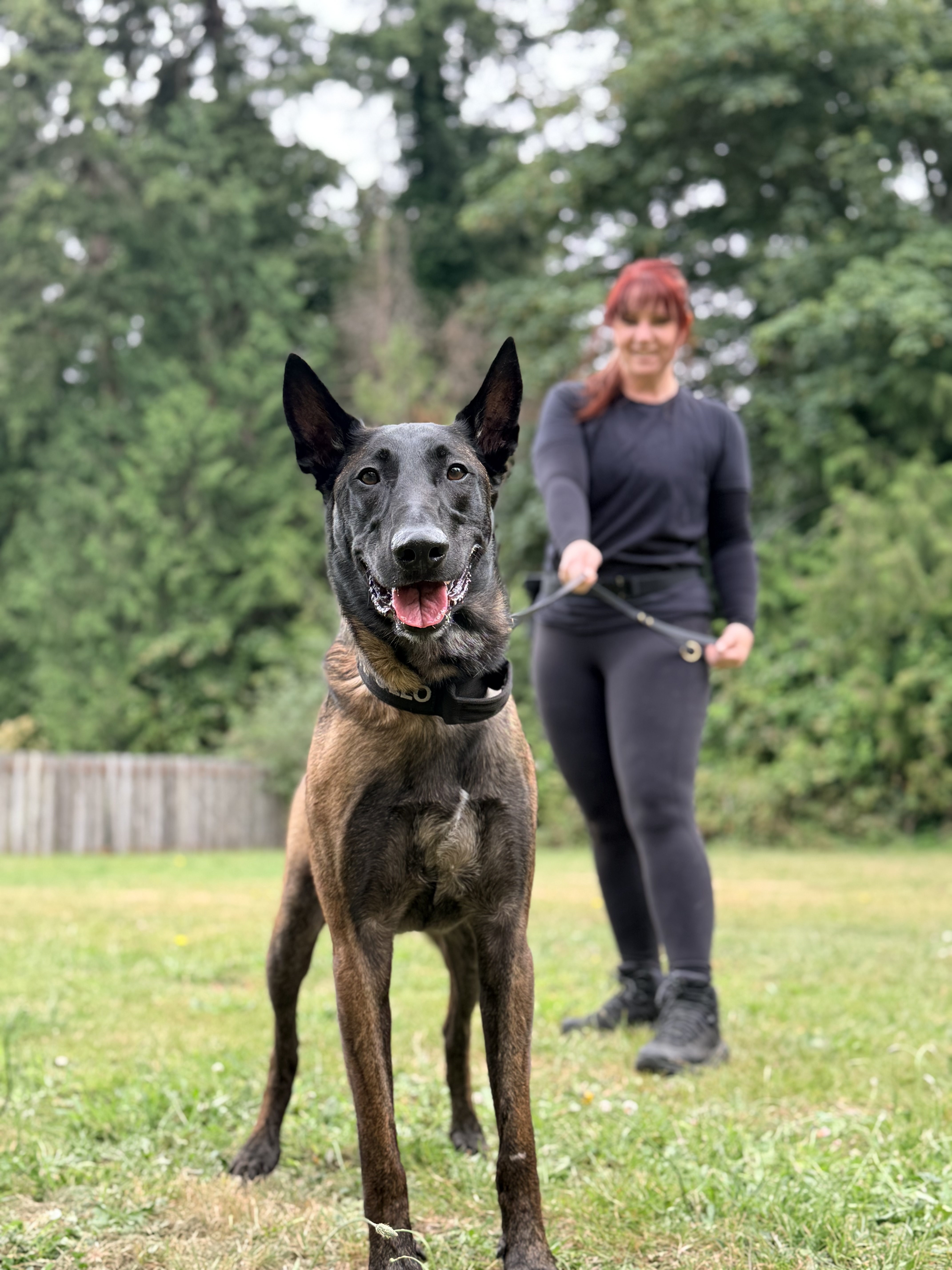 Dog walking with handler during structured boarding